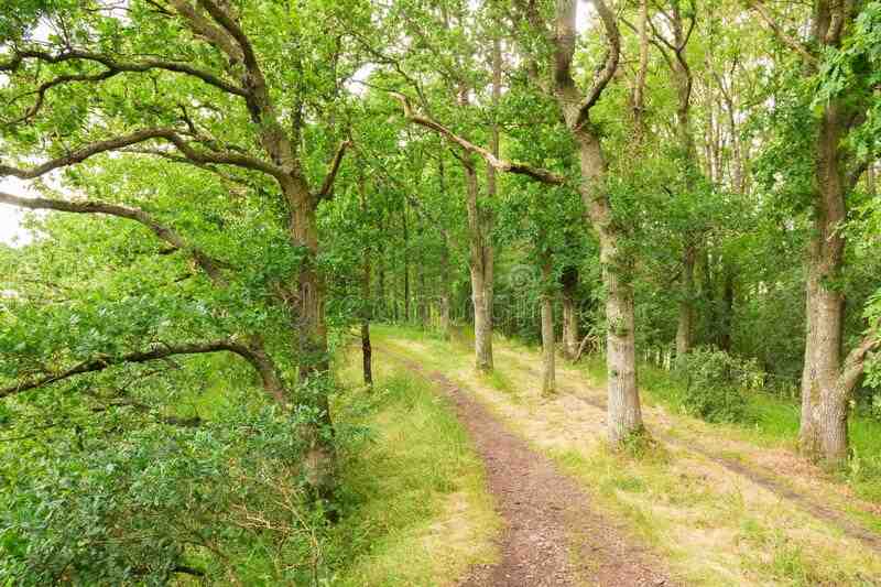 Quels sont les trois pays les plus riches en bois ?